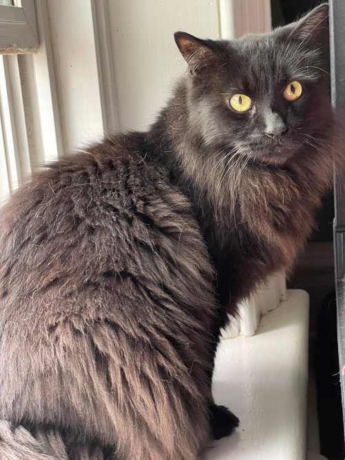 ROD - SPONSORED BY MARIYA G. - Domestic Long Hair available for adoption