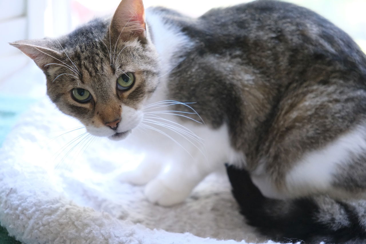 adoptable Cat in Markham, ON named Mango - Sponsored by  Andrea D.