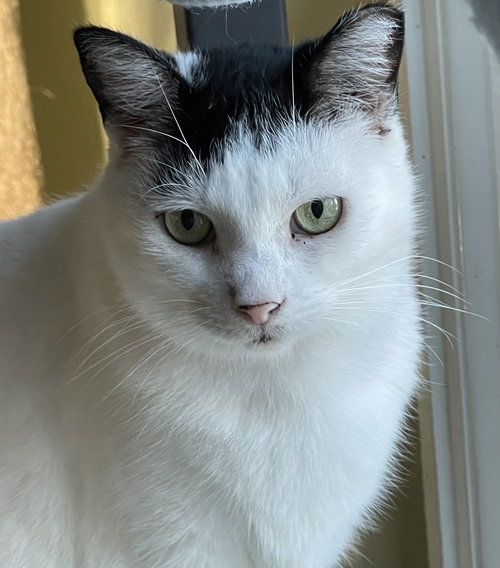 SALSA SPONSORED BY MARTINE C. - Domestic Short Hair available for adoption