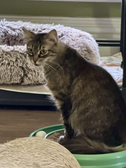 Casey, Young Domestic Long Hair (long coat), cat for adoption in Markham, ON