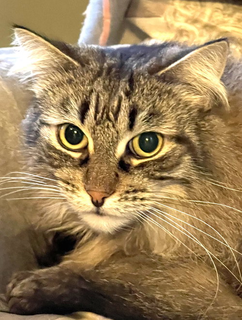 CASEY - Domestic Long Hair available for adoption