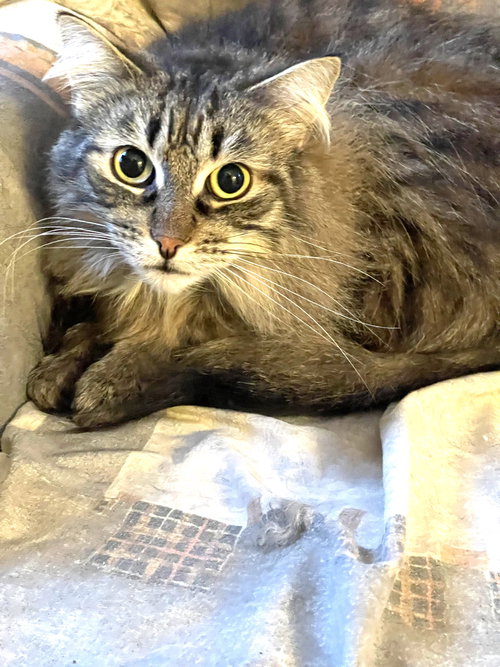 CASEY - Domestic Long Hair available for adoption