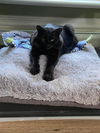 adoptable Cat in , ON named Valentino - Sponsored by Stephan S.