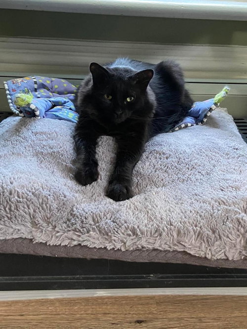 VALENTINO - Domestic Long Hair available for adoption