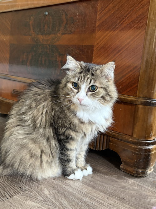 Tyson, an adoptable Domestic Long Hair in Markham, ON