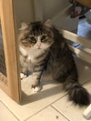 Tyson - Photo 1