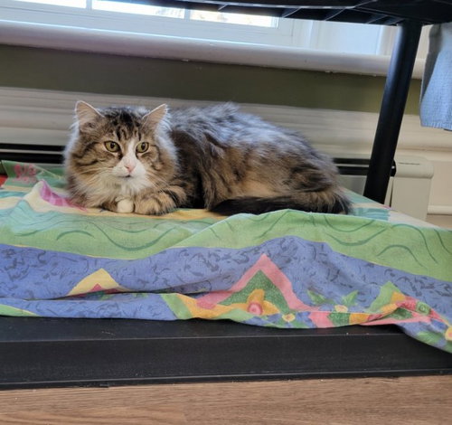 TYSON - Domestic Long Hair available for adoption
