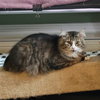 Tyson - Photo 4