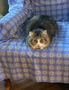 Tyson - Photo 3