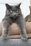 adoptable Cat in Markham, ON named Ziggy