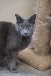 adoptable Cat in , ON named Ziggy