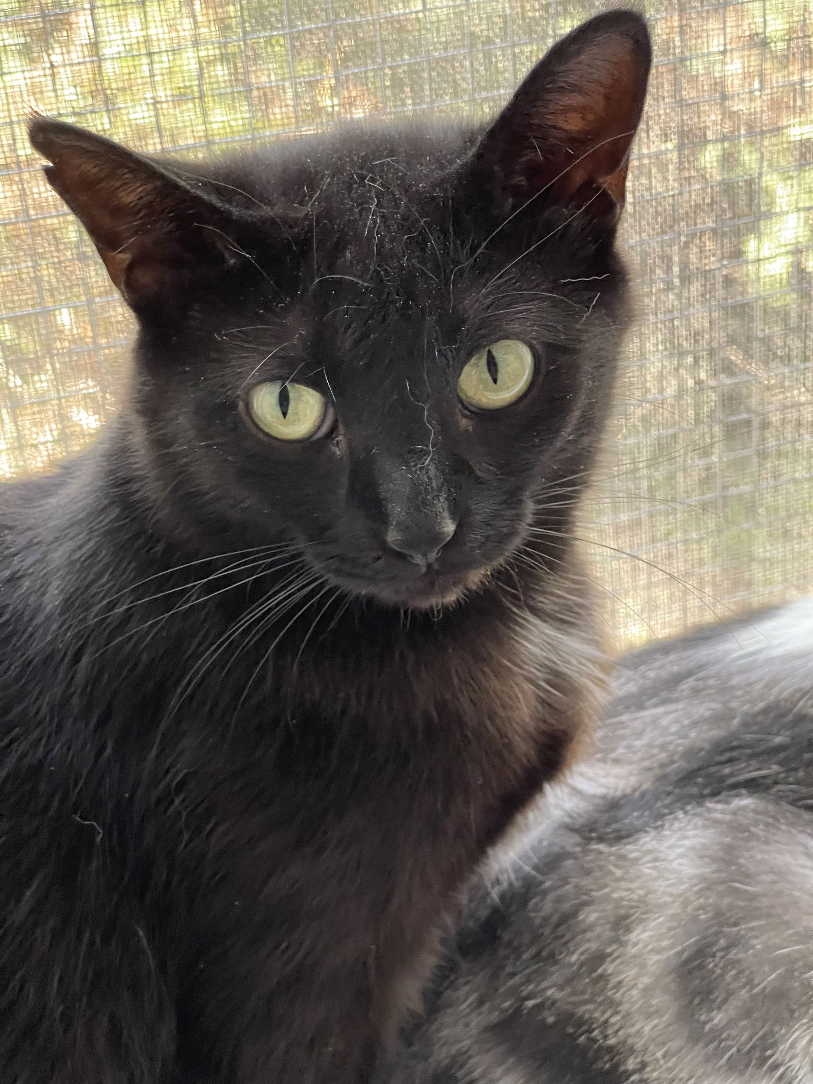 adoptable Cat in Markham, ON named Gypsy - Sponsored by Emilie L.