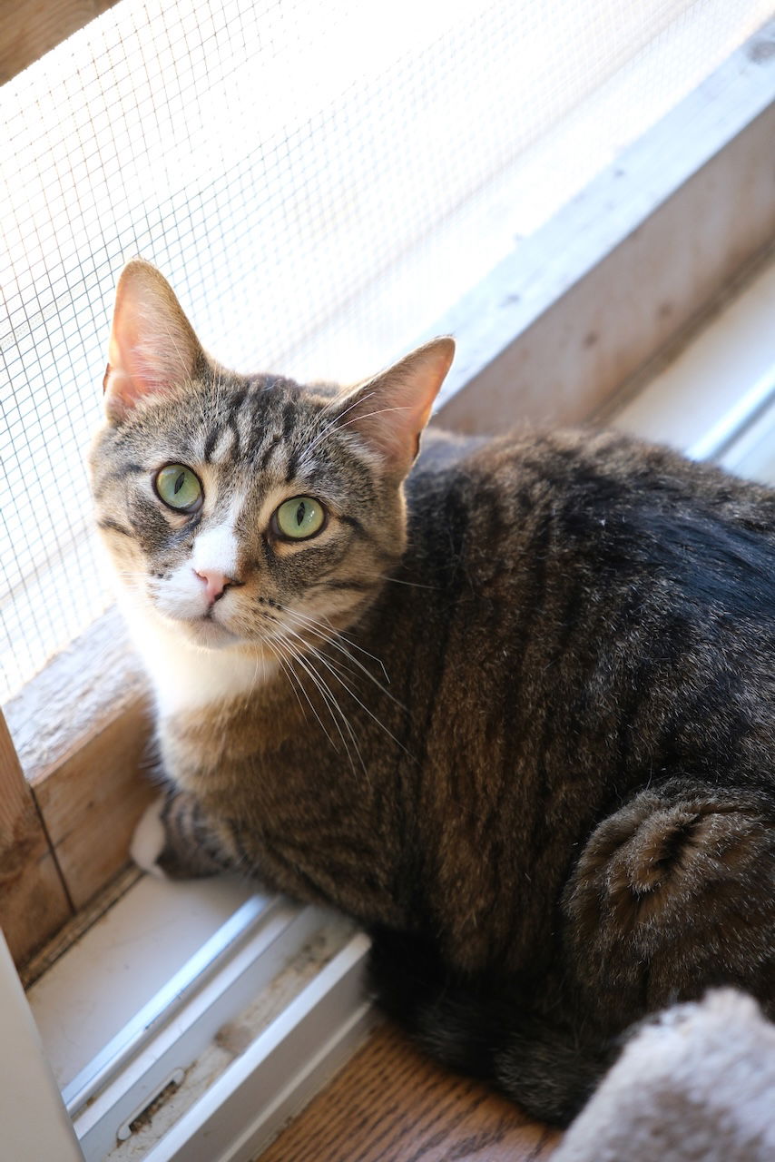 adoptable Cat in Markham, ON named Major Tom