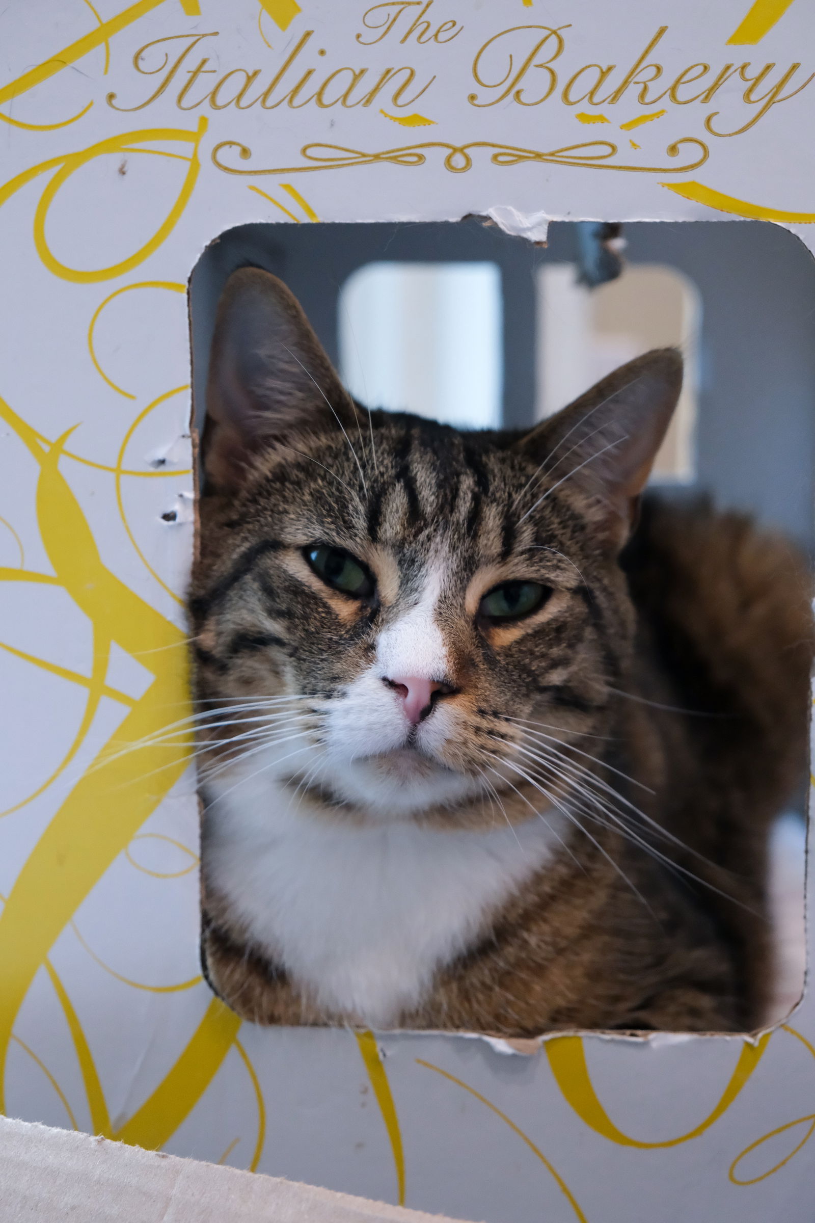 adoptable Cat in Markham, ON named Major Tom