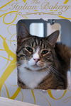 adoptable Cat in Markham, ON named Major Tom