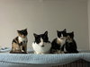Purr-cilia - Photo 3