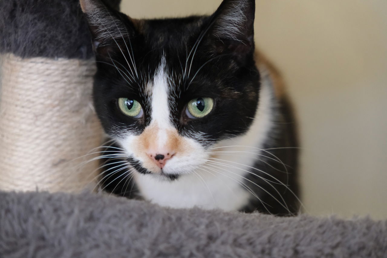 adoptable Cat in Markham, ON named Purr-cilia