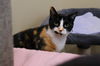 adoptable Cat in Markham, ON named Purr-cilia