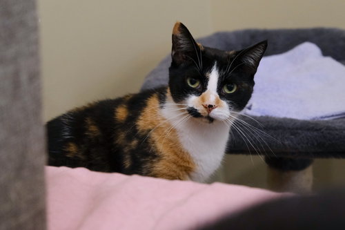 PURR-CILIA - Domestic Short Hair available for adoption