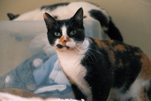 PURR-CILIA - Domestic Short Hair available for adoption