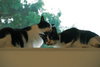 Purr-cilia - Photo 4