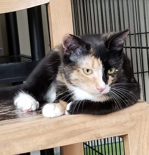 CUPCAKE - Domestic Short Hair available for adoption