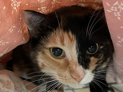 CUPCAKE - Domestic Short Hair available for adoption
