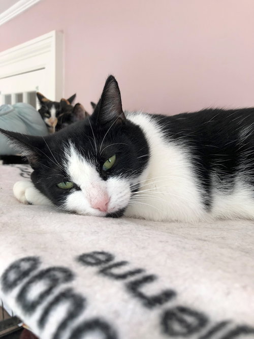 MOLLY - SPONSORED BY ANDREA D. (WALLI) - Domestic Short Hair available for adoption