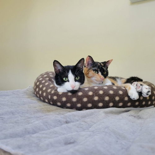 MOLLY - SPONSORED BY ANDREA D. (WALLI) - Domestic Short Hair available for adoption