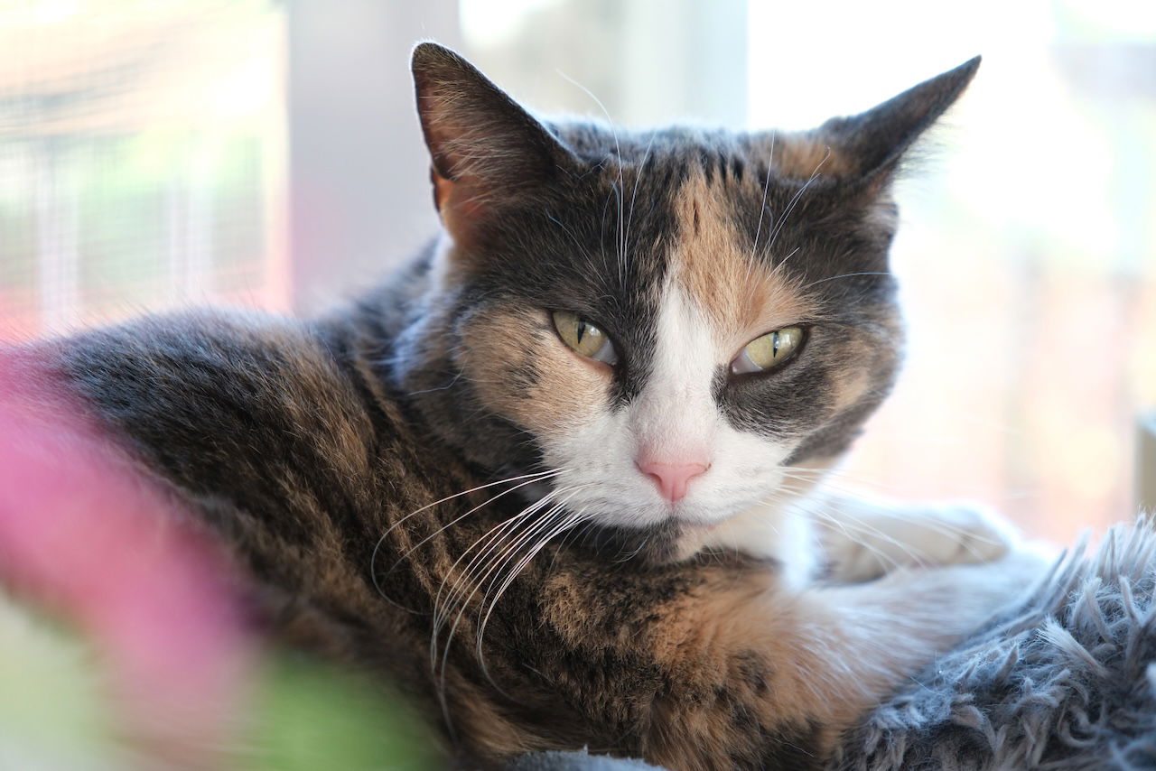 adoptable Cat in Markham, ON named Lexy