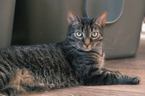 Photo of Misty
