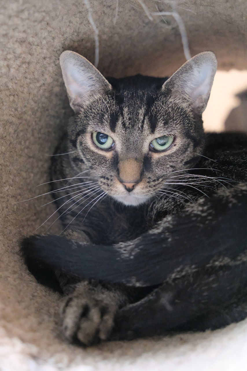 adoptable Cat in Markham, ON named Misty