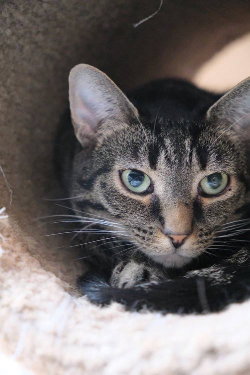 MISTY - Domestic Short Hair available for adoption