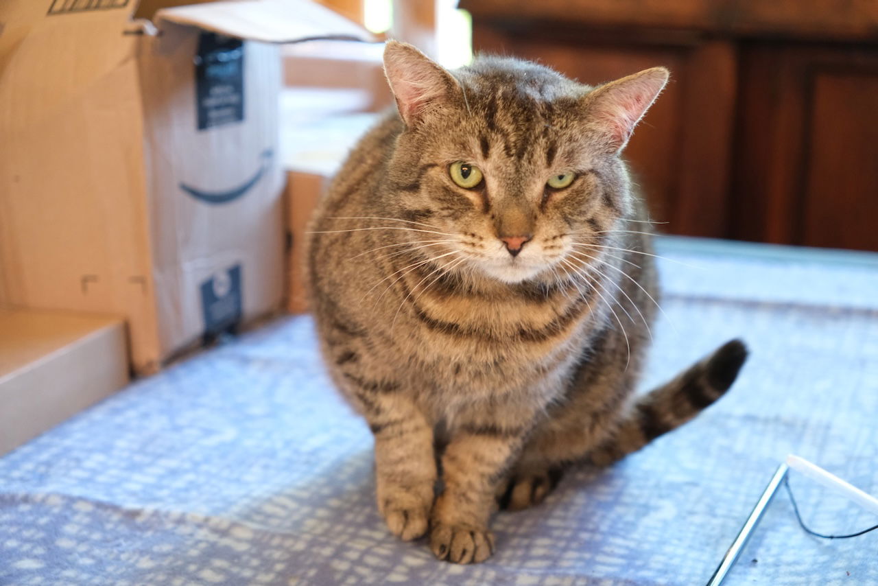 adoptable Cat in Markham, ON named Rupert