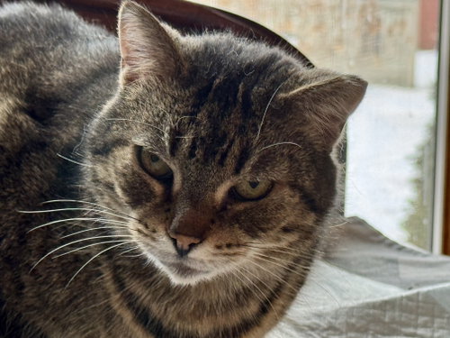 Photo of Frankie Sponsored by Adrian