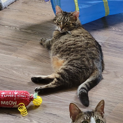 FRANKIE SPONSORED BY ADRIAN - Domestic Short Hair available for adoption