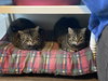 Frankie Sponsored by Adrian - Photo 2