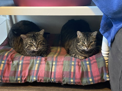 FRANKIE SPONSORED BY ADRIAN - Domestic Short Hair available for adoption