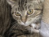 Missy - Sponsored by Jacquelina L. - Photo 4