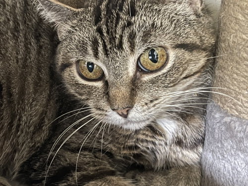 Photo of Missy - Sponsored by Jacquelina L.