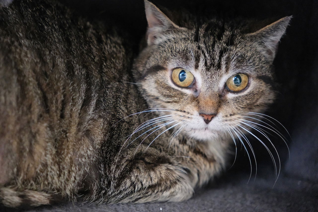 adoptable Cat in Markham, ON named Missy