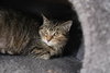 Missy - Sponsored by Jacquelina L. - Photo 3