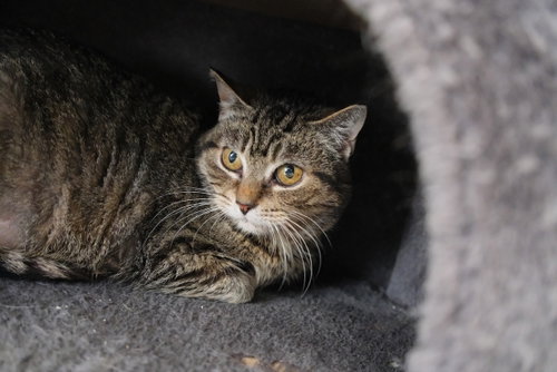 Photo of Missy - Sponsored by Jacquelina L.