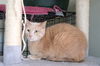 adoptable Cat in Markham, ON named Indiana