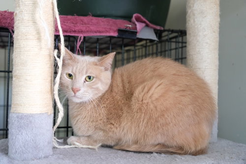 INDIANA - SPONSORED BY ANGELA T. - Domestic Short Hair available for adoption