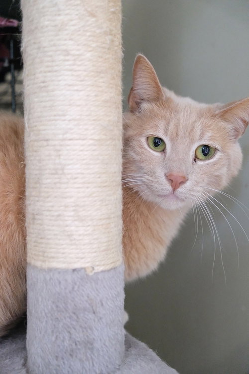 INDIANA - SPONSORED BY ANGELA T. - Domestic Short Hair available for adoption