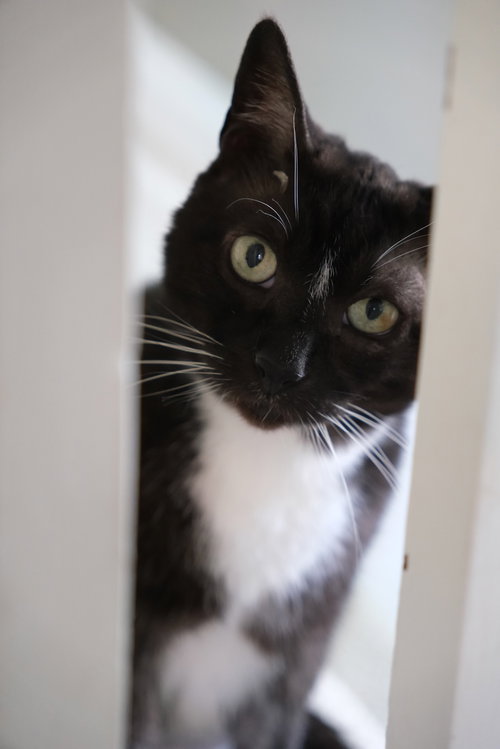 HOBO - Domestic Short Hair available for adoption