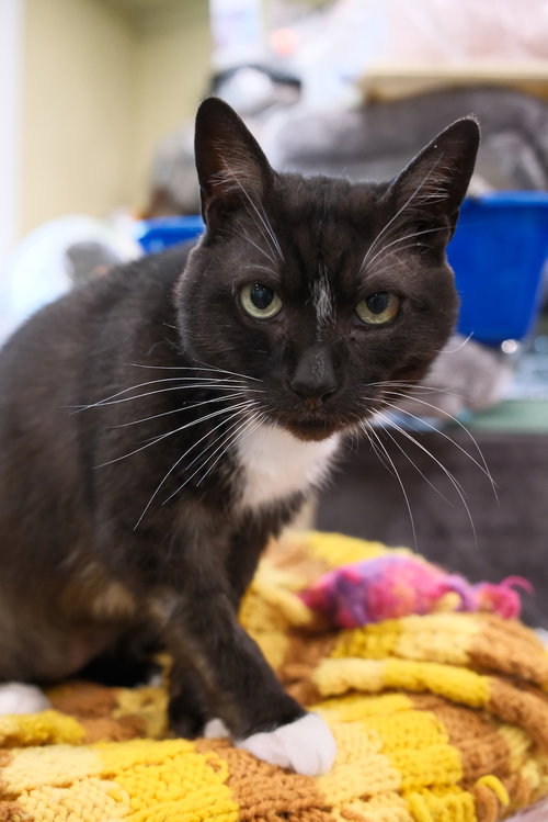 HOBO - Domestic Short Hair available for adoption