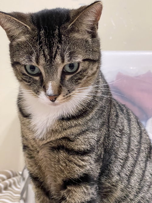 JERRY - Domestic Short Hair available for adoption