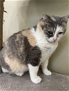 adoptable Cat in  named Tessie - Sponsored by Alexandra Tesluk-Gibson